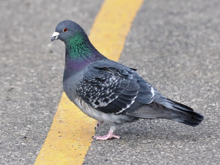 pigeon